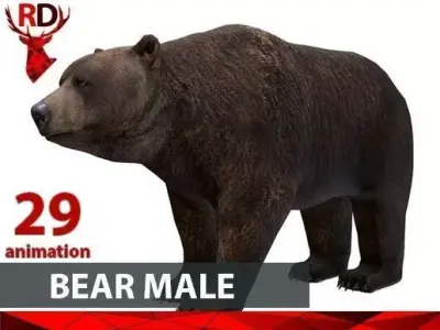 Bear Male 1 Low-poly 3D model