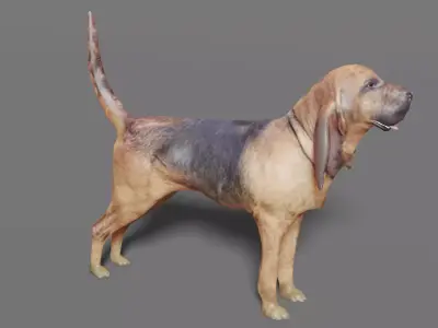 BLOODHOUND hound dog Low-poly 3D model