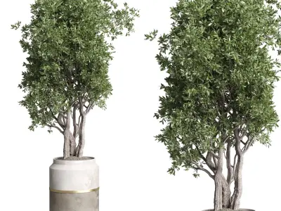 Indoor plant set 367 concrete vase plant tree shrub Low-poly 3D model