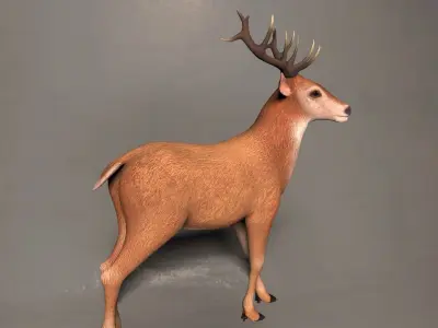 Reindeer or deer 3d model 3D model