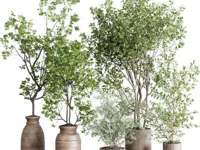 indoor plant set 413 pot tree in a wooden old vase  Low-poly 3D model