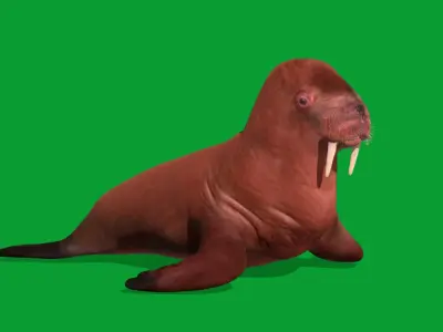 Walrus Low-poly 3D model