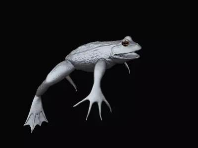 a Frog highpoly model 3D model