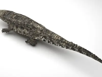 Crocodile 3D model