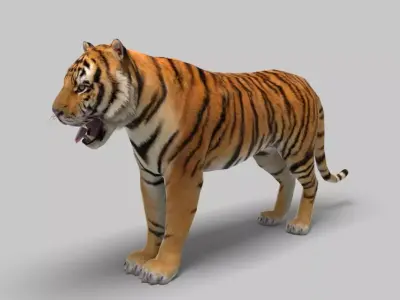 Tiger 3D model 3