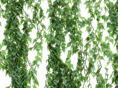 6 models of leaf ivy wall 3D model