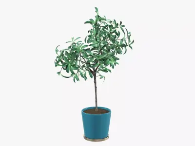 Decorative tree potted 3D model