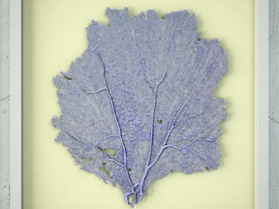 Sea Fans 3 3D model
