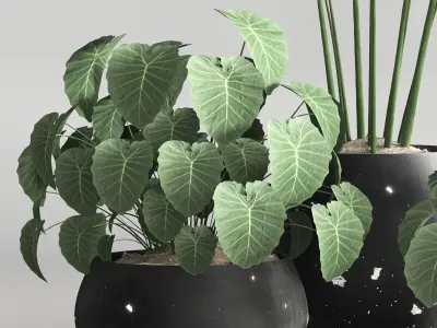 indoor plant collection set vol 66 3D model