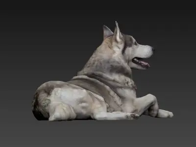Husky dog lies - model 1 Low-poly 3d scan animal 3D model