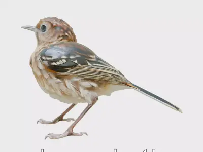 Sociable Weaver Bird with Striped Back Low-poly 3D model