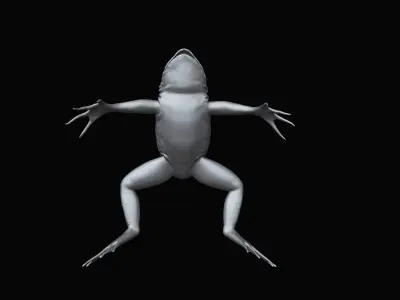 a Frog highpoly model 3D model