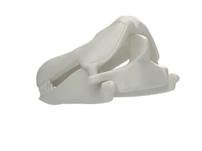 Killer Whale Orca Skull 3D model