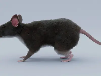 Rat Rigged 3D model 3D model
