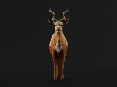 Greater Kudu Antelope Animal  Low-poly 3D model
