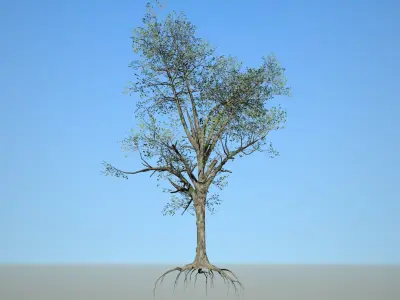 Broadleaf 005 Low-poly 3D model