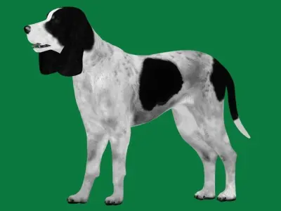 Ariegeois Dog Low-poly 3D model
