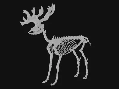 Reindeer skeleton 3D model