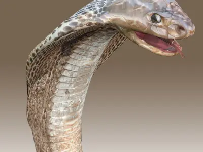 King Cobra Low-poly 3D model