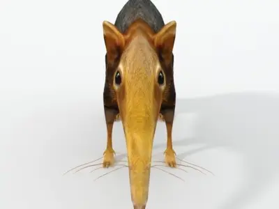 Shrew Elephant Low-poly 3D model