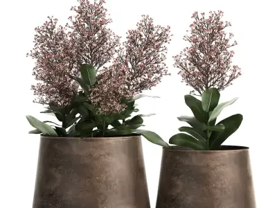 Skimmia in a flowerpot for the interior 944 3D model
