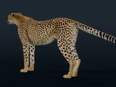 Cheetah Fur 3D model