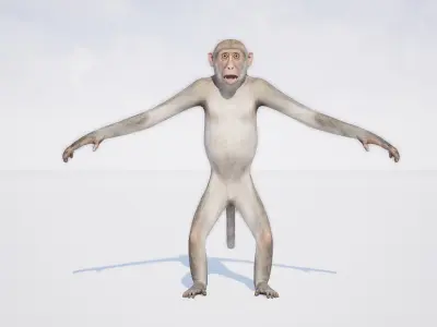 Monkey 3D model order