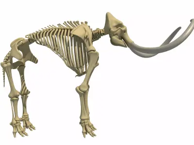 Mammoth Skeleton 3D model