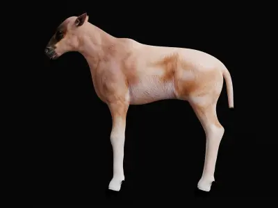 Young Wildebeest Gnu Antelope Low-poly 3D model