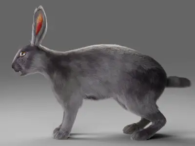 Fur Rabbit Gray V02 NO Rigged Low-poly 3D model
