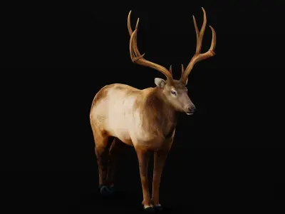 Elk Wapiti Deer Low-poly 3D model
