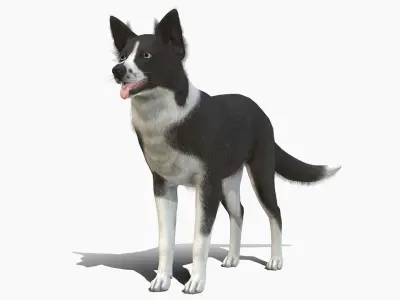 Dog - Border Collie Low-poly 3D model