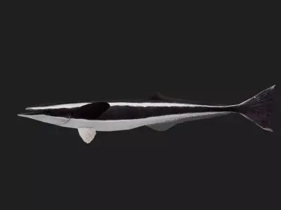 Suckerfish Low-poly 3D model