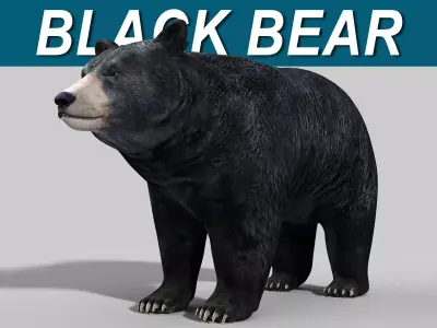 Black Bear 3D model
