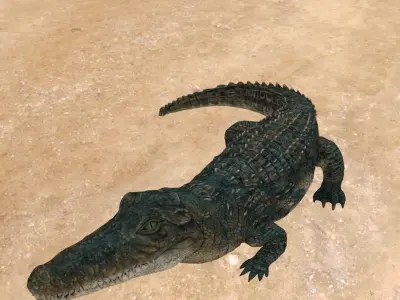 Aligator or crocodile animal 3d model 3D model