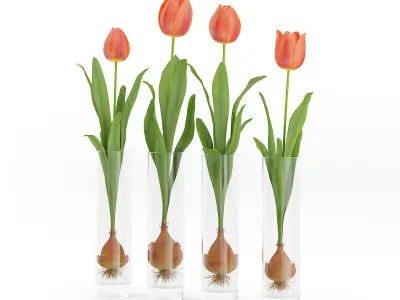 Four Tulips in Glasses 3D model