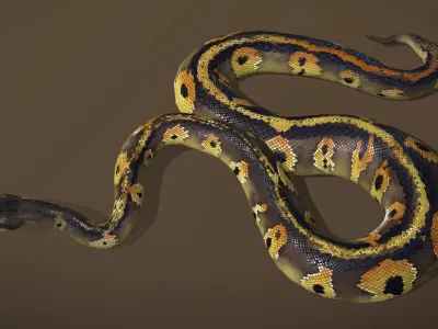 Blackhead Ball Python 3D model