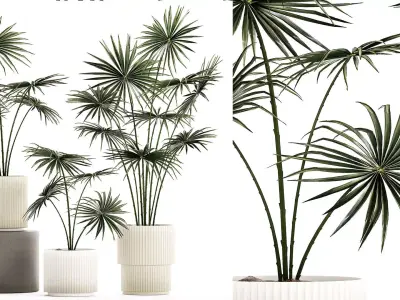 Beautiful fan palms in flower pots for decoration 1280 3D model
