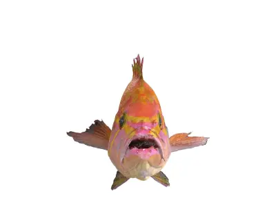 RED FISH DOWNLOAD SALMON TUNA SEA OCEAN 3D print model