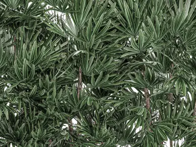 Decorative plants in a black flowerpot 515 3D model