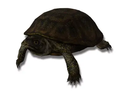 European pond turtle Low-poly 3D model