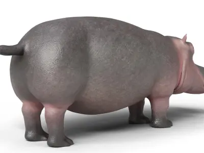 Hippopotamus Animal Rigged Low-poly 3D model