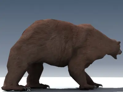 Grizzly Bear Rigged 3D model