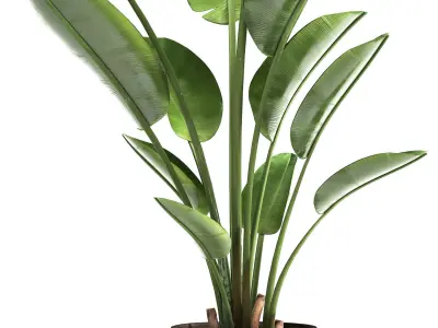 Ravenala palm in a rust pot for the interior 963 3D model