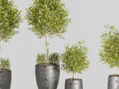 indoor plant Set 2 3D model