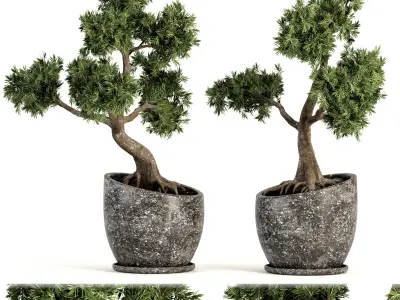 Plant bonsai-01 3D model