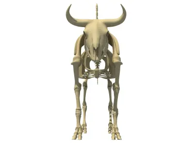 Buffalo Bison Skeleton 3D model