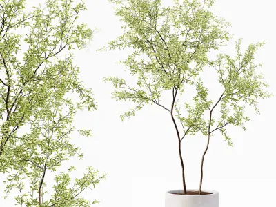 Collection Indoor Plants 018 3D model