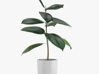 Pot Plant 21 3D model