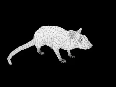 Common Rat 3D model